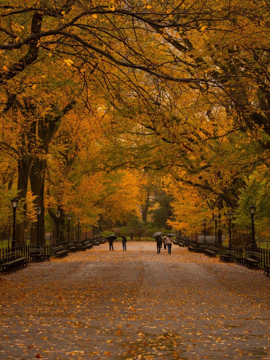 spooky_nature's tweet photo. a cozy rainy fall day in new york 🌧️🍂 https://t.co/5z3cNIJCrX