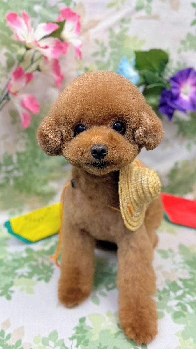 Banbianchan's tweet photo. 月末こんにちは🌻

🏡20.7℃北東の風日曜朝散歩🐩~🐾🌳
おふろDay✂️🧴すっきり🍋🍉🎶

7月より電気代が2割も⤵️
お天気に振り回された8月だったね😳
最終日午後もご安全に.⁠｡⁠*⁠🍀

#トイプードル　#犬のいる暮らし https://t.co/KYYuahuZeK