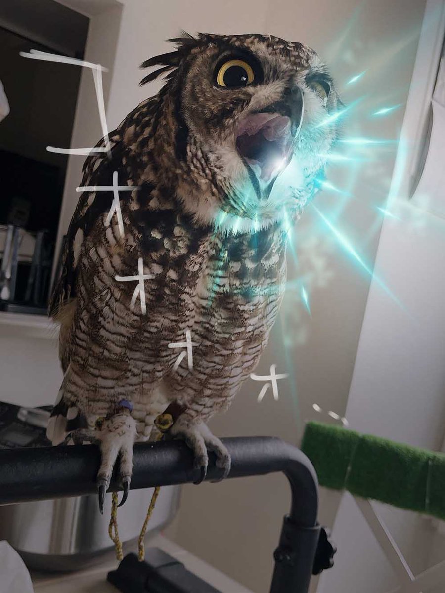 altair_the_owl's tweet photo. エネルギー弾撃てそうな口してたから描いた https://t.co/M0Un3AnZgd