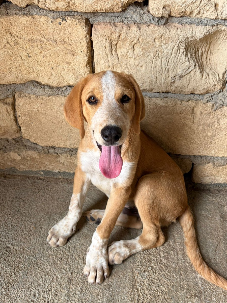 ohanarifugio's tweet photo. 🐾 BRUSS È RIMASTO SOLO… E ANCORA NESSUNO HA CHIESTO DI LUI! 💔

🚼 Età: 3 mesi
📏 Taglia: media, 25-28 kg circa da adulto

⭕ PER FAVORE NON CHIAMARE. Se realmente interessati, contattate esclusivamente via WhatsApp il +39 327 760 7352 https://t.co/q0BIy6bS8u