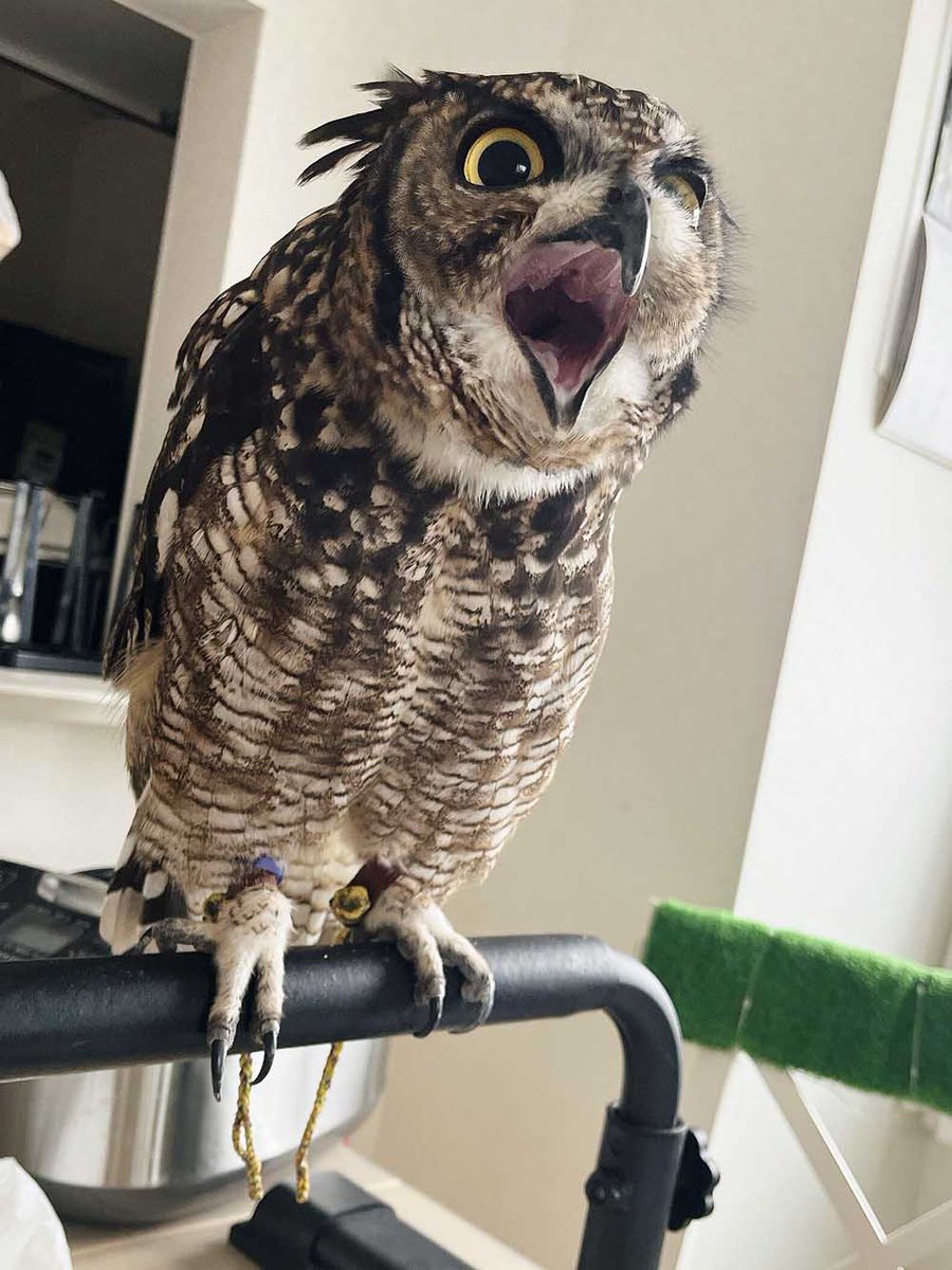 altair_the_owl's tweet photo. エネルギー弾撃てそうな口してたから描いた https://t.co/M0Un3AnZgd