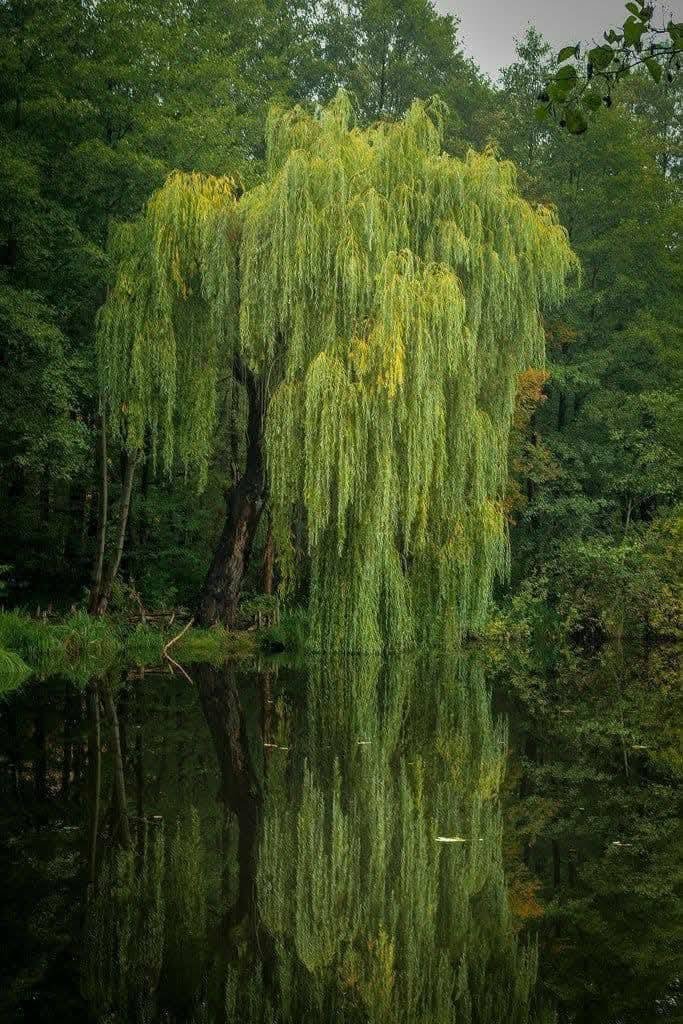 artindetails's tweet photo. weeping willows https://t.co/b1o5XB0yPM