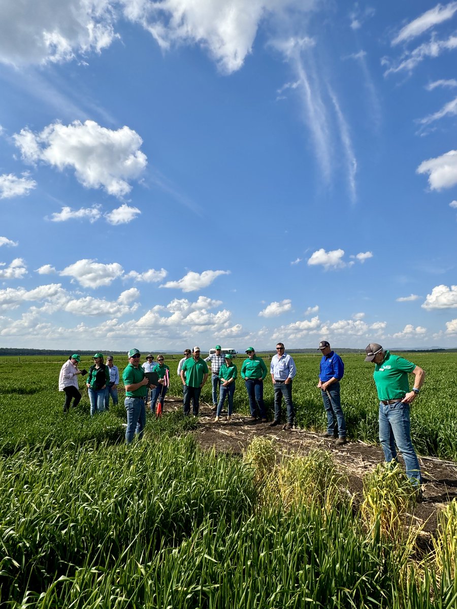 GRDCNorth's tweet photo. 🌾 The GRDC Northern Panel is heading to Central Queensland 8–10 Sep to hear directly from growers and industry on local opportunities, challenges and future RD&amp;E priorities.

The tour will visit Emerald, Gindie, Capella, Clermont and Kilcummin.

🔗 https://t.co/7EAamK7a9Z https://t.co/TXtMUjKCo9