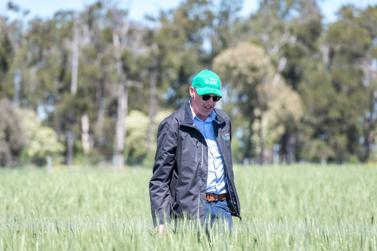 GRDCNorth's tweet photo. 🌾 The GRDC Northern Panel is heading to Central Queensland 8–10 Sep to hear directly from growers and industry on local opportunities, challenges and future RD&amp;E priorities.

The tour will visit Emerald, Gindie, Capella, Clermont and Kilcummin.

🔗 https://t.co/7EAamK7a9Z https://t.co/TXtMUjKCo9