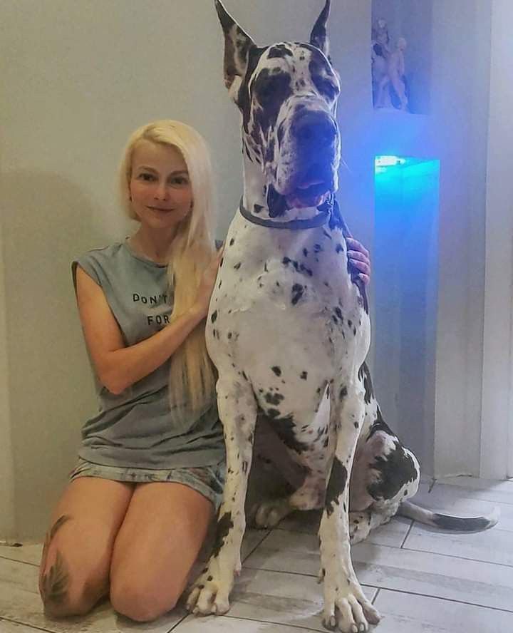 edoardo_leone's tweet photo. I can demonstrate this.
He doesn't tell me what happens when he knots me.
link in bio 
#K9 #dogs #USA https://t.co/3RaDfcolJe