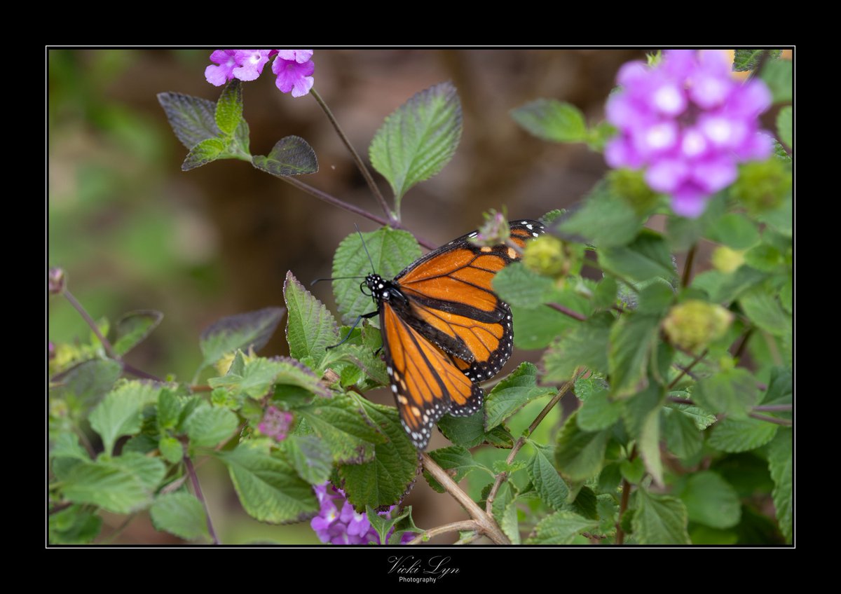 RamazKl's tweet photo. Butterflies dance through the garden. https://t.co/VuD1lDrDkR