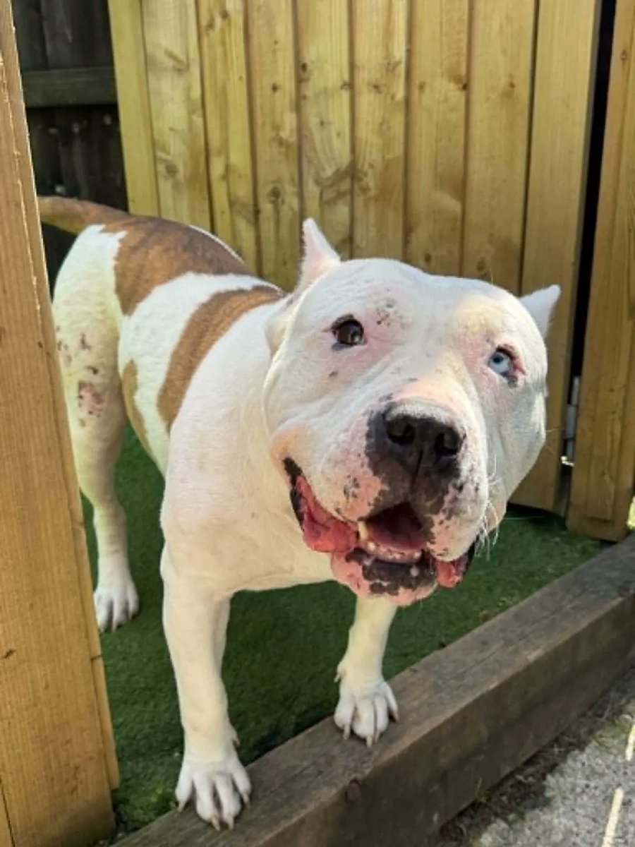 AdoptionsUk's tweet photo. Please retweet to help Marnie find a home #YORKSHIRE #UK  Available for adoption, registered British Charity✅
Details or apply below👇👇👇 https://t.co/yCdOW1pOl3 is amazing – she LOVES everyone she meets! She is a 6 yr old American Bulldog and an absolute big softie who greets everyone with the wiggliest bum! Marnie needs a home (or foster) with a family who have large breed experience just because she’s a big girl, so has strength behind her if she does pull on lead, but she mostly walks very well on lead and listens well to asking her to slow up if she’s getting a bit excited, but when she does pull to something excited, she will need someone confident and capable of handling her. 
Marnie is fully housetrained, is very quiet and settled when she’s left on her own, and doesn’t chew, so we think she’ll be happy being left on her own for a few hours with no issues at all. She also travels well – what a good girl!! Marnie will be best suited to a pet free home at the moment. 
Marnie has sadly had her ears ‘cropped’ at some point in her past – this makes her appearance much harsher than the reality of what she is really like and we really hope people can see past this and see her for the loving big softie that she really is. 
Please note: Marnie is NOT a banned breed (XL Bully), and we have official paperwork to support this. She’s just an all round amazing girl who deserves the absolute world from now on.  ** PLEASE FILL IN A PRE ADOPTION FORM IF YOU CAN OFFER MARNIE EITHER A PERMANANT HOME, OR A TEMPORARY FOSTER HOME WHILE SHE WAITS TO FIND HER FOREVER HOME – SHE REALLY NEEDS TO BE IN A HOME ENVIRONMENT ASAP **  ** THE ADOPTION FEE IS £300 **  ** ALL COSTS FOR DOGS IN FOSTER CARE ARE COVERED BY OUR CHARITY **- Helping Yorkshire Poundies Dog Rescue.  

#dogs #Sheffield #Leeds #England #adoptdontshop @Nightowl400

Marnie has had her ears mutilated. To carry this out or arrange this is illegal in the UK.