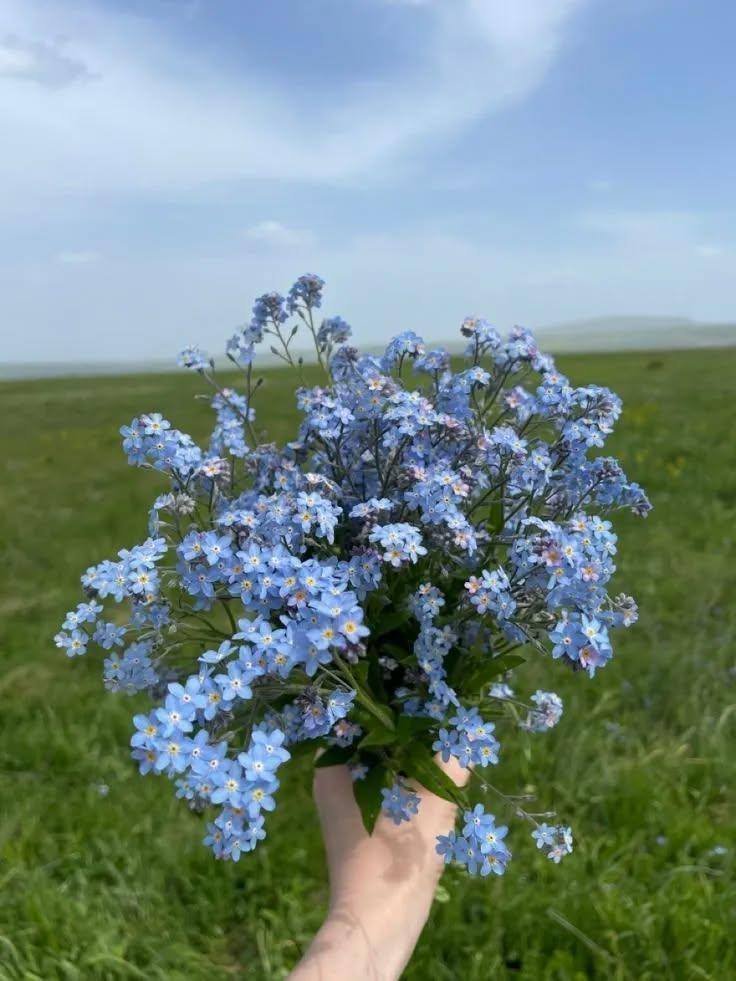artindetails's tweet photo. forget-me-nots https://t.co/BmdKLSNzsd