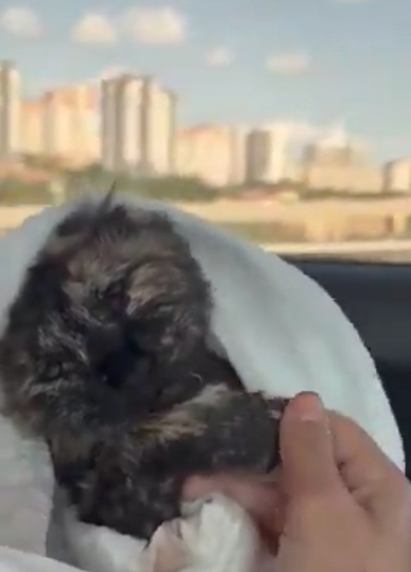 kitaptakikedi's tweet photo. Öve öve bitiremedikleri kanunları ve barınakları! Allah'ın yarattığı masumların canını almayı kendilerinde hak görüp her geçen gün daha da acımasızlaşıyorlar😡 Her aklımıza geldiğinde her gördüğümüzde o masumlarla acı çekip ağlıyoruz içimiz soğumuyor😭
#HayvanKatliamınaDurDe https://t.co/8YN4w43csg