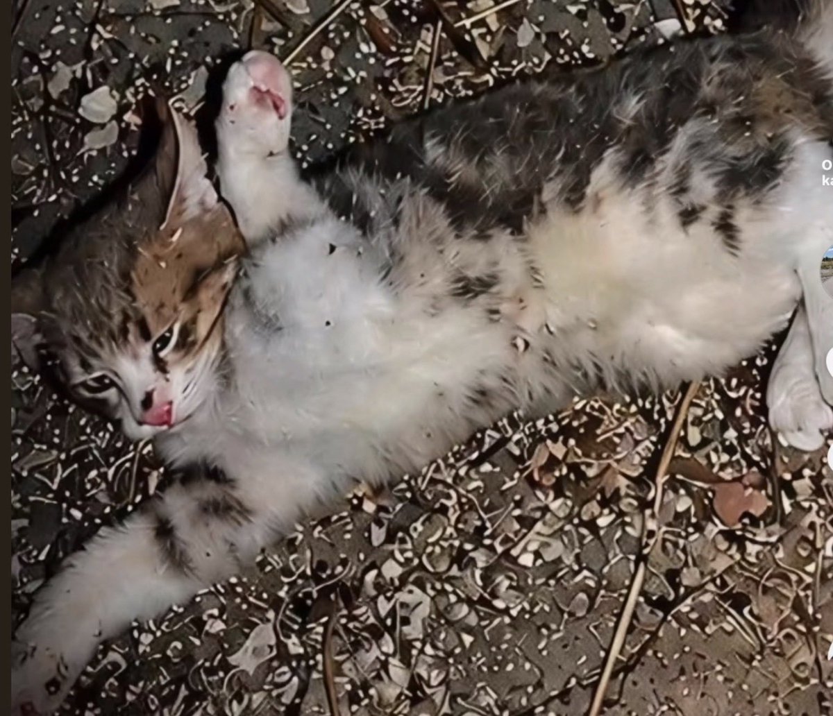 kitaptakikedi's tweet photo. Öve öve bitiremedikleri kanunları ve barınakları! Allah'ın yarattığı masumların canını almayı kendilerinde hak görüp her geçen gün daha da acımasızlaşıyorlar😡 Her aklımıza geldiğinde her gördüğümüzde o masumlarla acı çekip ağlıyoruz içimiz soğumuyor😭
#HayvanKatliamınaDurDe https://t.co/8YN4w43csg