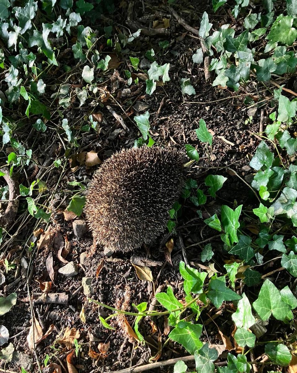 conphysjournal's tweet photo. Faecal glucocorticoid metabolites give a non-invasive view of wildlife stress.

This study validated three FGMs in hedgehogs, pinpointing one as the best marker of health and welfare, which could be a promising new tool for conservation.🦔 

Read more ⬇️
https://t.co/8BVDXag28w https://t.co/SZqwxxOKHT