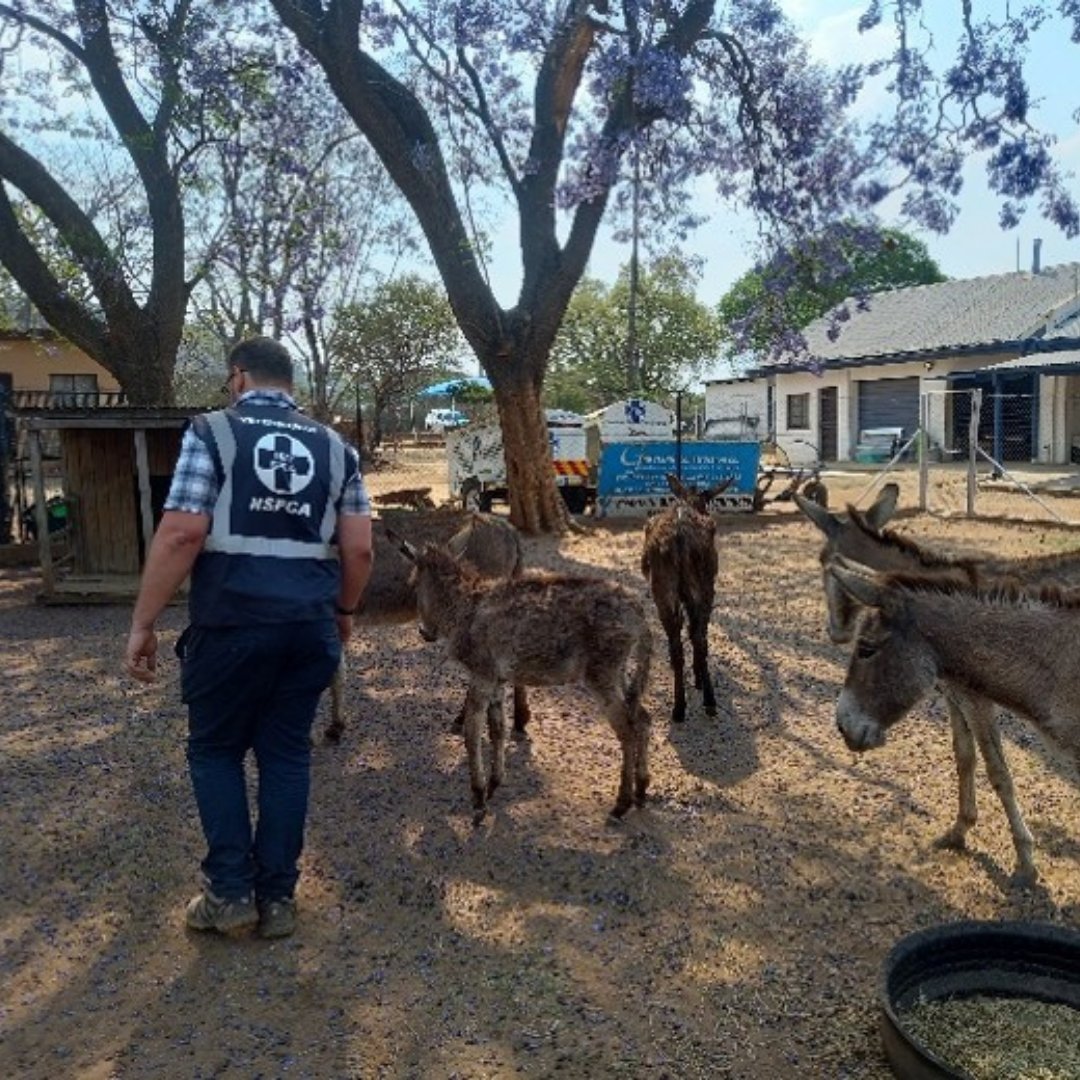 NSPCA_SA's tweet photo. A man who slapped donkeys in a TikTok video has been convicted of animal cruelty in the Bochum Magistrate's Court. Sentencing was postponed for 3 years, on condition he pays R5,000 to the Polokwane SPCA for the donkeys' care.
➡️ https://t.co/Ay08fjG71f
#NSPCA #SPCA #AnimalWelfare https://t.co/YhHmYk8nyD