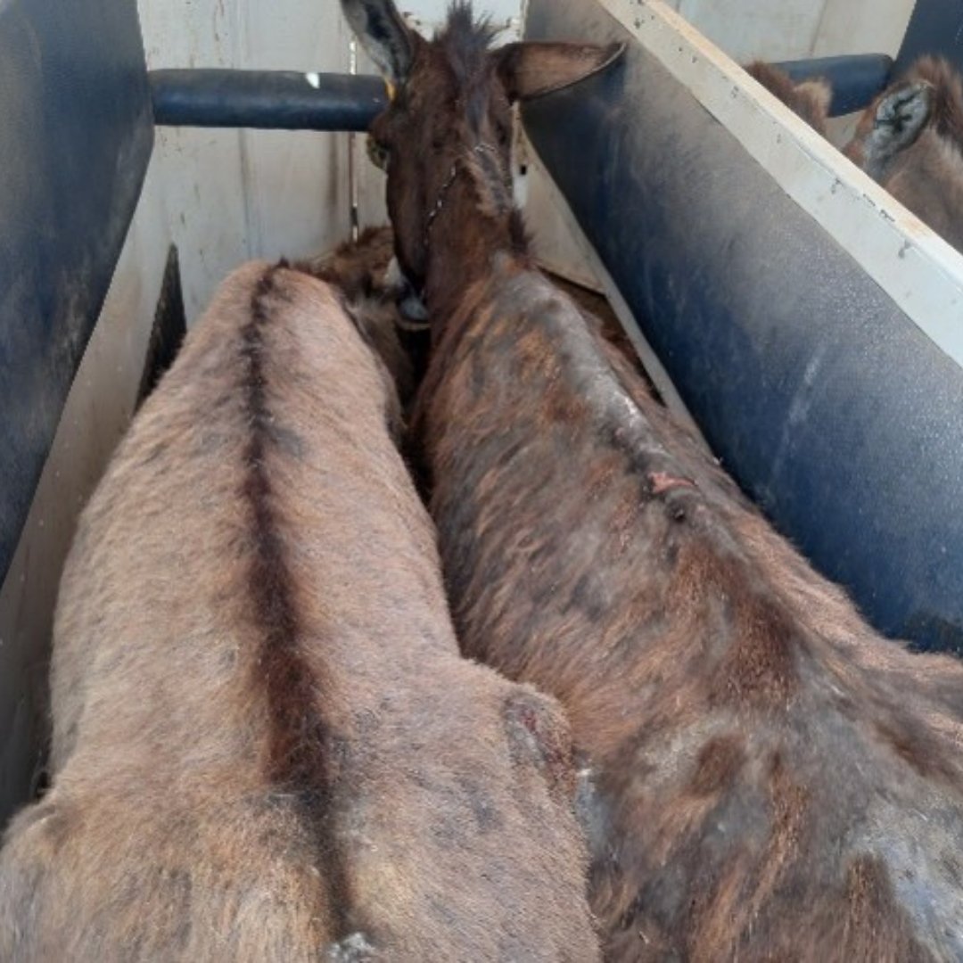 NSPCA_SA's tweet photo. A man who slapped donkeys in a TikTok video has been convicted of animal cruelty in the Bochum Magistrate's Court. Sentencing was postponed for 3 years, on condition he pays R5,000 to the Polokwane SPCA for the donkeys' care.
➡️ https://t.co/Ay08fjG71f
#NSPCA #SPCA #AnimalWelfare https://t.co/YhHmYk8nyD