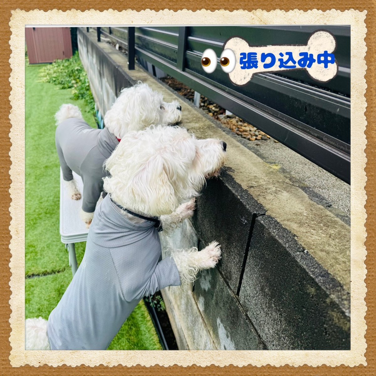 skyblue0391's tweet photo. 阿見町貸切ドッグラン　スカイブルー

遊びに来てくれたワンちゃんです
またお待ちしています🐾

１名様〜グループまで貸切で遊んで頂けます🐶

ご予約はXに予約空きカレンダー載せていますので確認して頂き、LINE又はメールでご連絡お待ちしています🌼 https://t.co/Xl0bUtGdMC