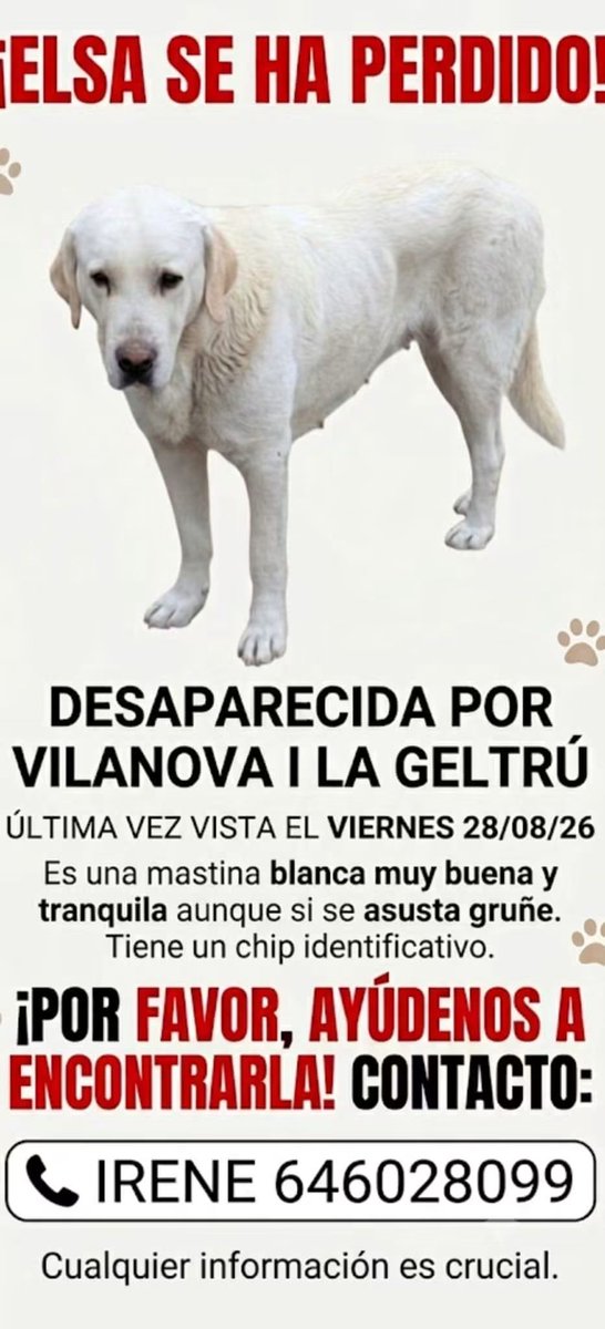 areagossosbdn's tweet photo. 🆘🆘¡¡ ATENCIÓN !!🆘🆘
ELSA Mastina blanca se ha perdido en #VilanovailaGeltrú #Barcelona.
Tiene chip.
Si la ves contacta con:
📞 646 028 099 - Irene
Máxima difusión.
📣📣📣
#XarxaBarcelonaPerduts
#FemXarxa https://t.co/jQ50RdDqf1