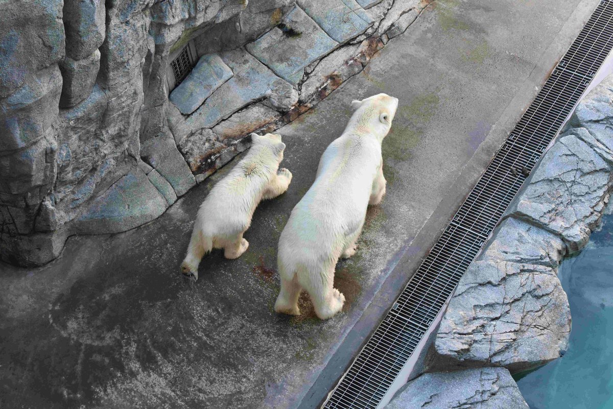 ogaaquariumgao's tweet photo. 8月31日、ブログ更新しました。

あっという間だった8月。。
https://t.co/sa5PFwArKa

#男鹿水族館GAO
#ホッキョクグマ
#GAOっとぶろぐ https://t.co/71dSxi2bat