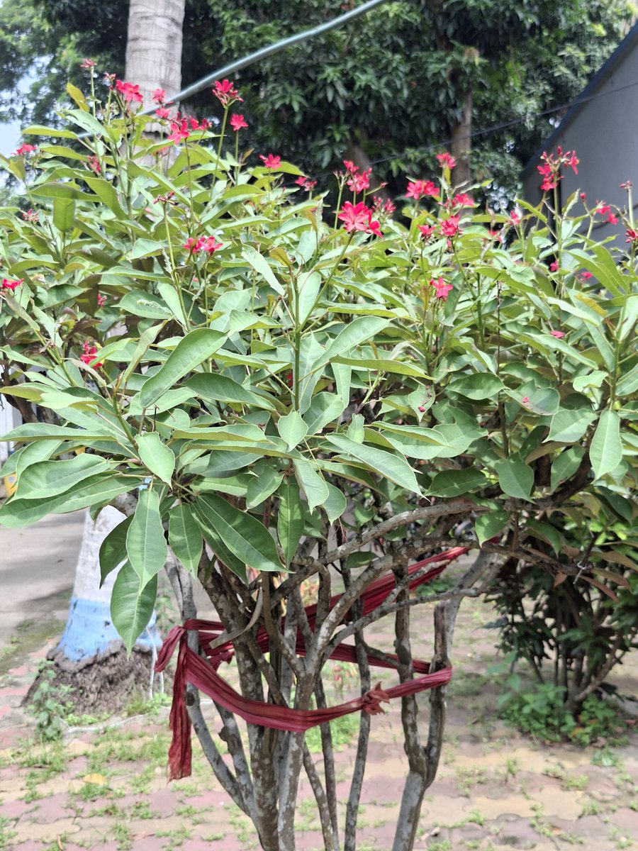 bhramar_ray's tweet photo. #MagentaMonday 
#FlowersOnX 
#FlowersOnMonday https://t.co/UpTkjLDJ83