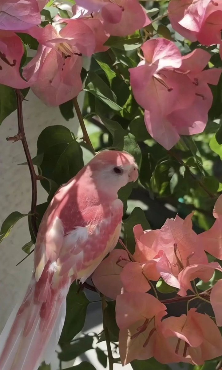 artindetails's tweet photo. hiding among the flowers https://t.co/KM0H9tV58C