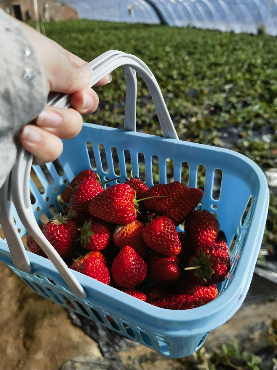 emi_newstar's tweet photo. Fresh organic strawberries u0026 spinach are restocked! Grab them before they sell out—perfect for your weekend salad. https://t.co/tRvajcSaZx