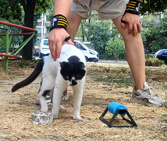 Vampire_Kiril's tweet photo. @maxihito 3年間公園でトレーニングをしていて、猫たちが寄ってきます。お肉のスティックとお水をあげています。一日が台無しになったことは一度もありません。幸せしかありません。動物が周りにいると、いつも大幸運です。 https://t.co/EekPBCMdzF