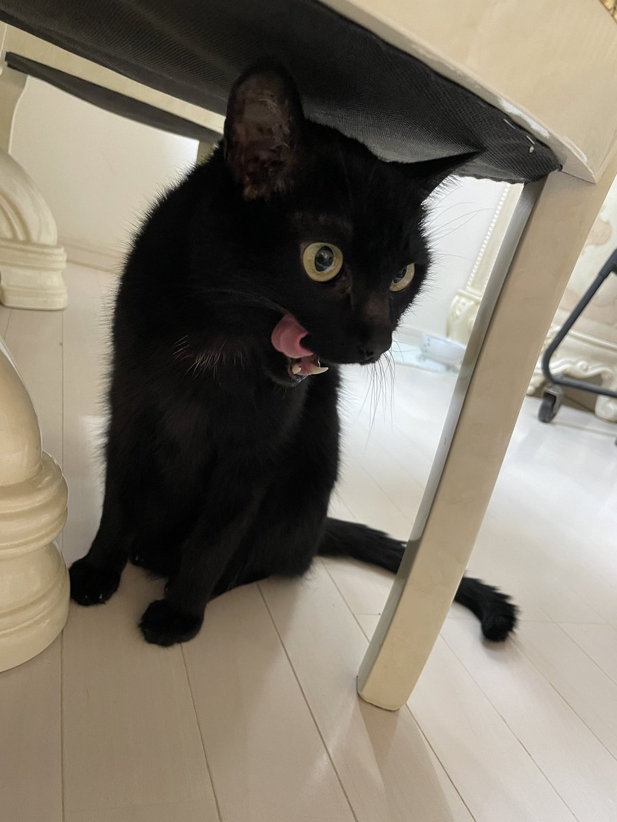 VampireMayu's tweet photo. 1ヶ月半振りの病院。
よくがんばりまちた💮🐈‍⬛👏
数値も安定していてとても順調！
この調子であと数ヶ月、お薬がんばろうね🤝 https://t.co/hWHEQjjYjm