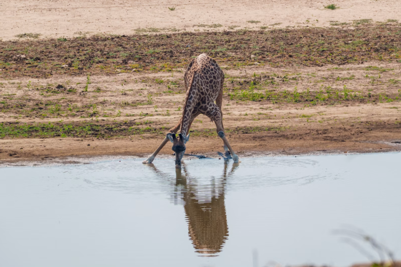 tooopico's tweet photo. Standing tall, a giraffe's brain sits roughly two meters above its heart. Bending down to drink should send it into a dangerous head rush. It never does, and the reason is one of the most remarkable cardiovascular systems in nature. https://t.co/En8dHeorms https://t.co/JLq3wSk97P