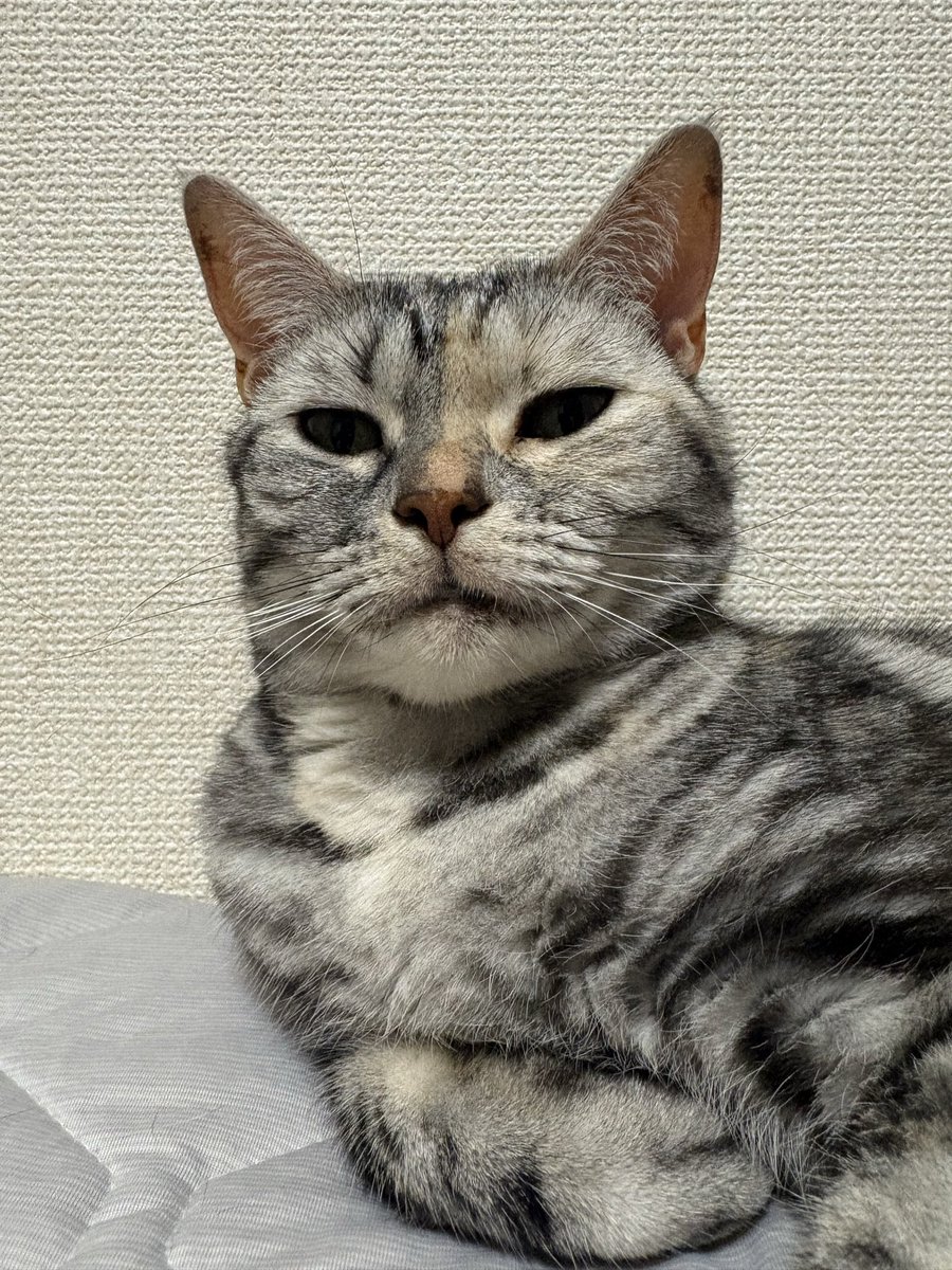 okazoo4's tweet photo. 無性にネコチャンたちに会いたいなぁ〜🐈🐈
元気にしてるかなあー😩 https://t.co/fMfPlruZMh