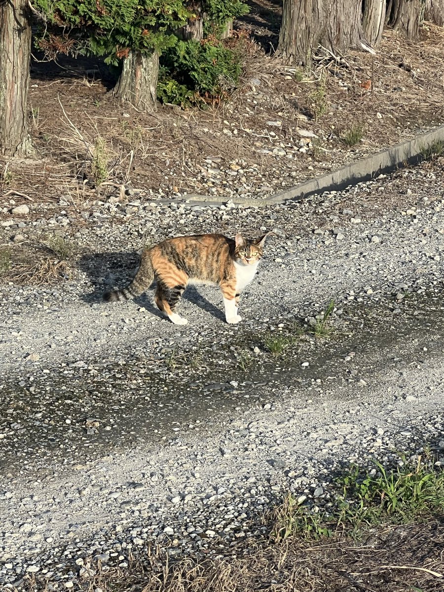 Elle___sp's tweet photo. 地元でも知らん獣が寄ってきた https://t.co/ReF5A1JX2P