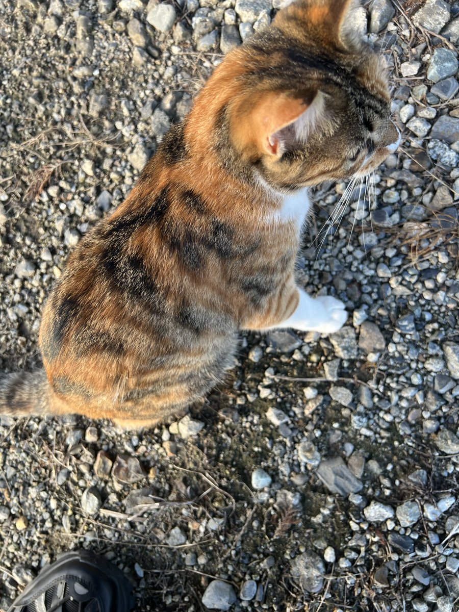 Elle___sp's tweet photo. 地元でも知らん獣が寄ってきた https://t.co/ReF5A1JX2P