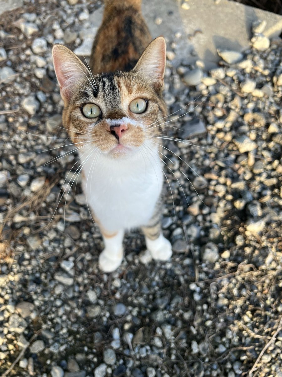 Elle___sp's tweet photo. 地元でも知らん獣が寄ってきた https://t.co/ReF5A1JX2P