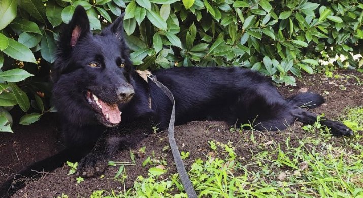 MissingTarn81's tweet photo. 31.08.26 Perdu jeune chien Berger noir à Albi (alentours gare / Ave Verdier). Harnais orange et laisse. "Lior". Faites attention, il a un comportement fluctuant et craintif...mais aime jouer et les gourmandises. Contact : https://t.co/FLFOUvDWbC #Tarn https://t.co/i2fgi8Lzlo