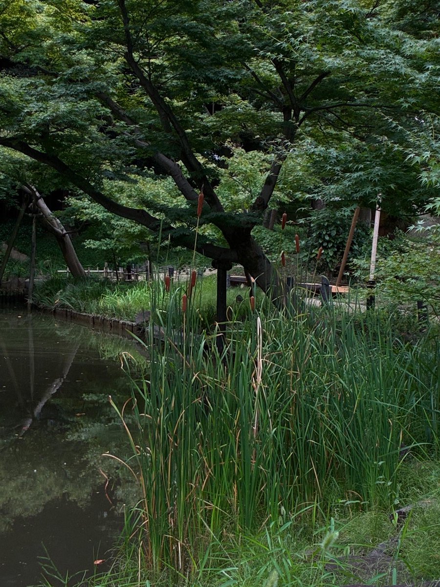 HigoHosokawa's tweet photo. こんにちは

中池の水辺にガマがはえています。
特徴的な形の花穂に思わず目を奪われますね🌾

現在は大池のかいぼり中ですが、中池と小池は9月下旬からの作業になりますので、それまで水辺にはえるガマをお楽しみいただけ���す。

#肥後細川庭園 
#higohosokawagarden 
#日本庭園 
#文京区 
#ガマ https://t.co/ArexTDIPMP