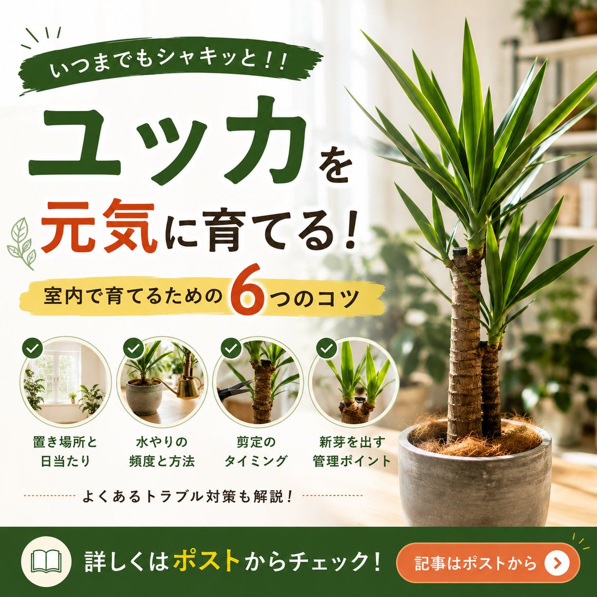 greentech_jp's tweet photo. ユッカを元気に育てたい方へ。

シャキッとした姿を保つには、
水やりだけでなく
明るさや風通しも大切です。

置き場所・日当たり・季節ごとの管理など、
室内で育てるときの
ポイント6つをまとめました📖

▶記事はこちら👉https://t.co/Gqr0n91NAM

#観葉植物
#ユッカ
#植物管理 https://t.co/QngfP8u4AY