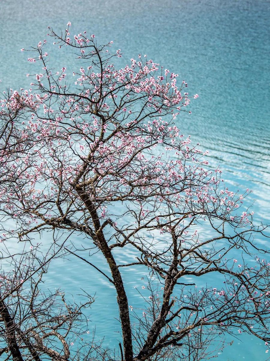 JenaTrippe93's tweet photo. sometimes i wonder if growth is just a series of quiet, persistent decisions to keep showing up anyway 🌸 https://t.co/fv3MyqjTjJ