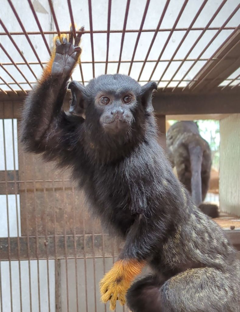 ichikawa_zoo's tweet photo. ヨンサマがピース  ？！

＃市川市動植物園
＃アカテタマリン
＃ヨンサマ
＃ピース
イチ（母）の4番目の子なのでヨンサマです！ https://t.co/TkP81j2Dvj