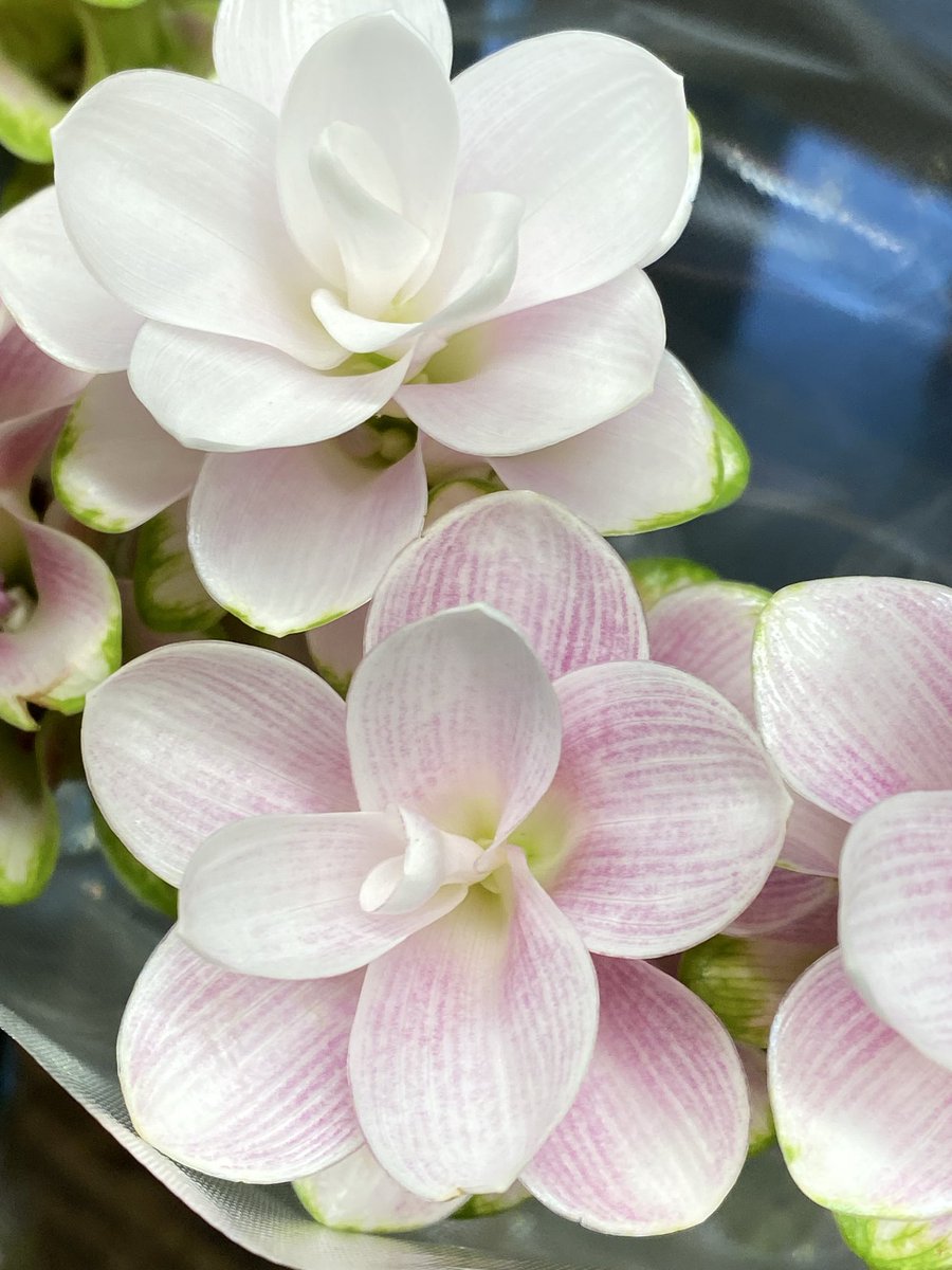 flower_8739's tweet photo. 本日で8月も終わり...
あっという間に過ぎた1ヶ月でした🫠

秋のお花がどんどん入荷してきています🌼
明日から9月...ぜひお店にご覧に来てください☺️

#TLを花でいっぱいにしよう https://t.co/Pm5emtgBSl