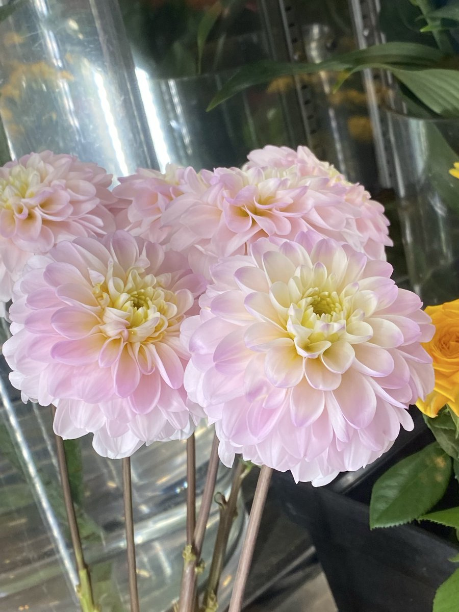 flower_8739's tweet photo. 本日で8月も終わり...
あっという間に過ぎた1ヶ月でした🫠

秋のお花がどんどん入荷してきています🌼
明日から9月...ぜひお店にご覧に来てください☺️

#TLを花でいっぱいにしよう https://t.co/Pm5emtgBSl