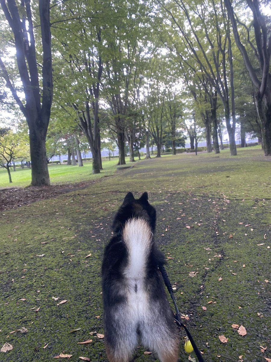 gorodishche's tweet photo. 少し過ごしやすい朝、ルンルンな黒太郎🐕
#柴犬 #散歩 https://t.co/1MGHcSWr7p