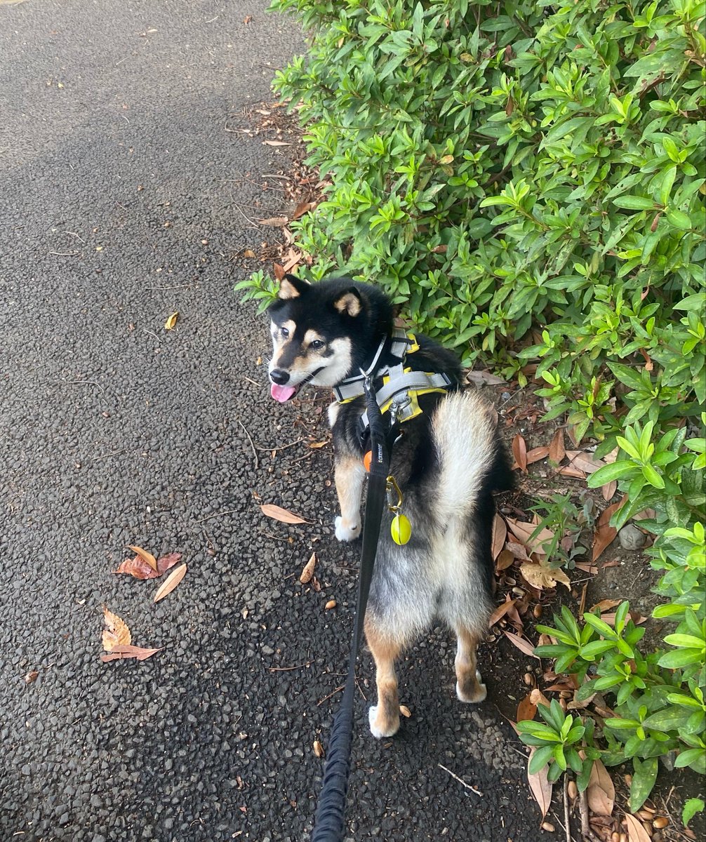 gorodishche's tweet photo. 少し過ごしやすい朝、ルンルンな黒太郎🐕
#柴犬 #散歩 https://t.co/1MGHcSWr7p