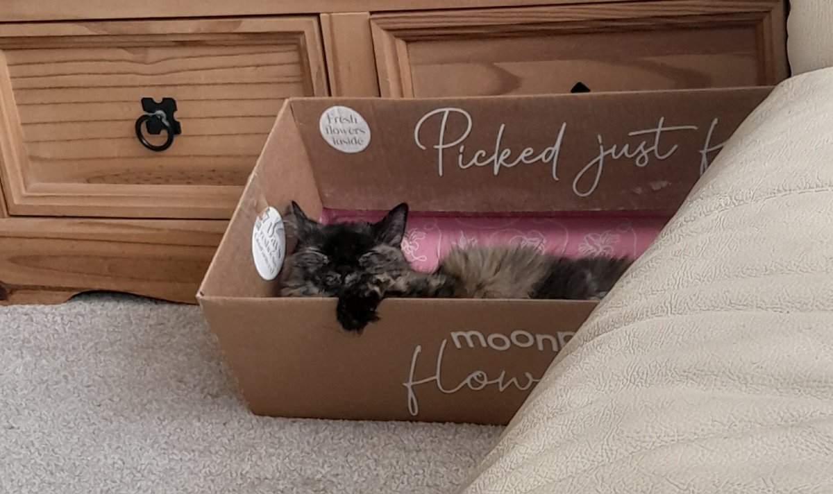 tortiecatz's tweet photo. Phoebe is our Tortie of the Week, and she loves sleeping in boxes! #torties #tortoiseshellcats #CatsofX #cute https://t.co/rJaybygFWB