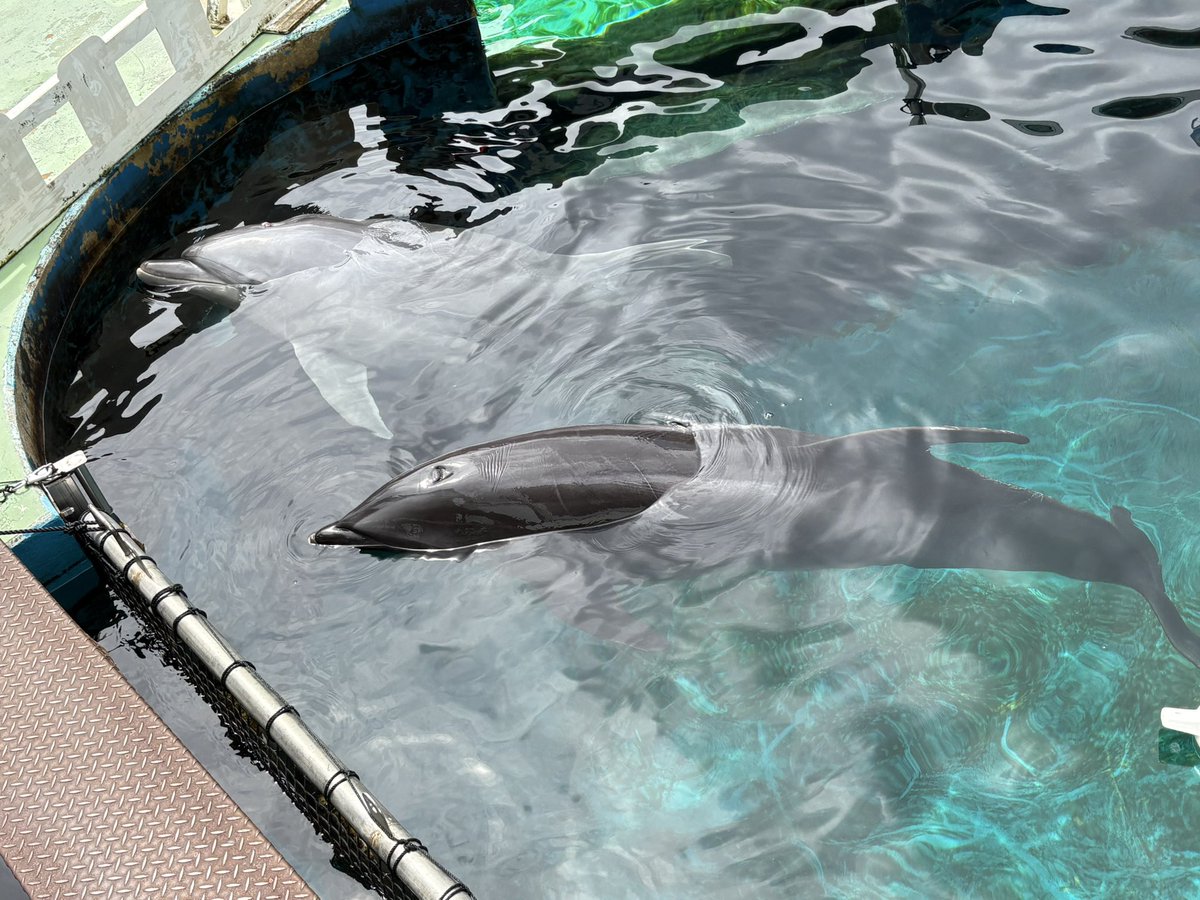 nahoch5165's tweet photo. 水族館で真珠取り体験
突起がある真珠が取れたけど、イルカの形に見えない？(*´꒳`*) https://t.co/Dsdkv0fo78