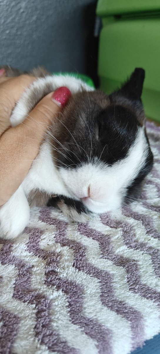 Alkisahnz's tweet photo. Real-life Pusha keeps a serious face right until the neck rub starts, then the whole rabbit melts into closed eyes and one tiny pink nose. What gives your pet away when they are secretly enjoying it? https://t.co/gSlFBYlmLH
