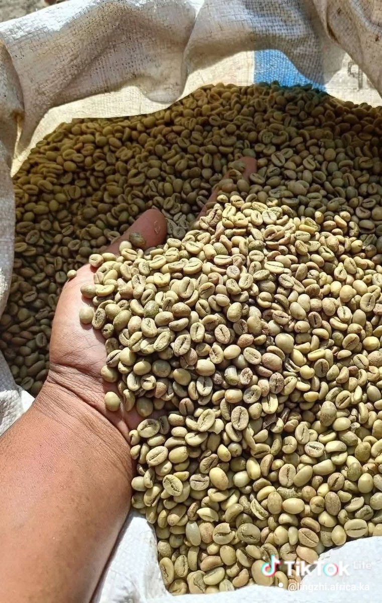 Abumaryam_2's tweet photo. Nigerian Arabica Green coffee beans available https://t.co/l47DAy64gh