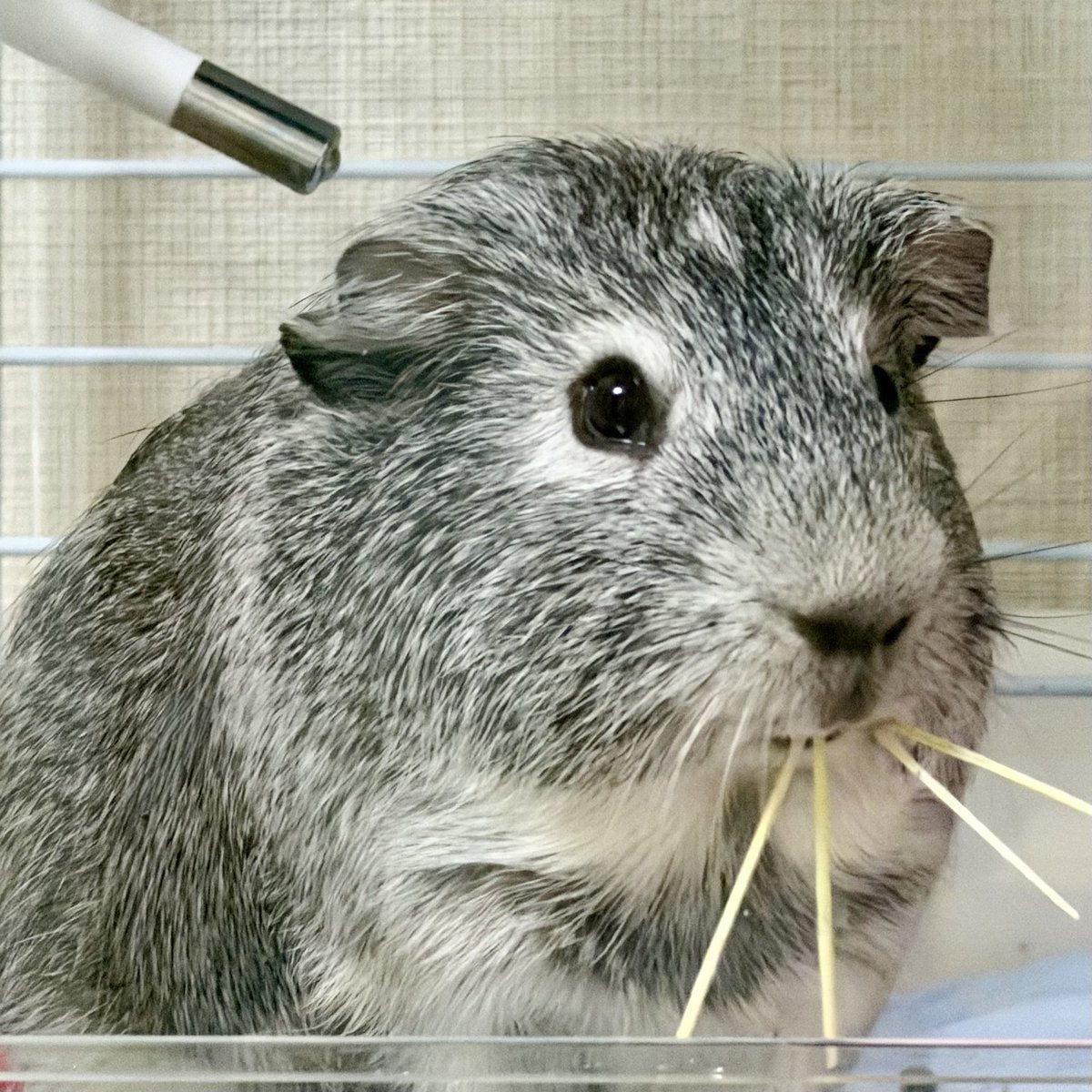 Debugorgon's tweet photo. これを、こう！
#モルモット
#テンジクネズミ 
#guineapig https://t.co/vY2OSIehli