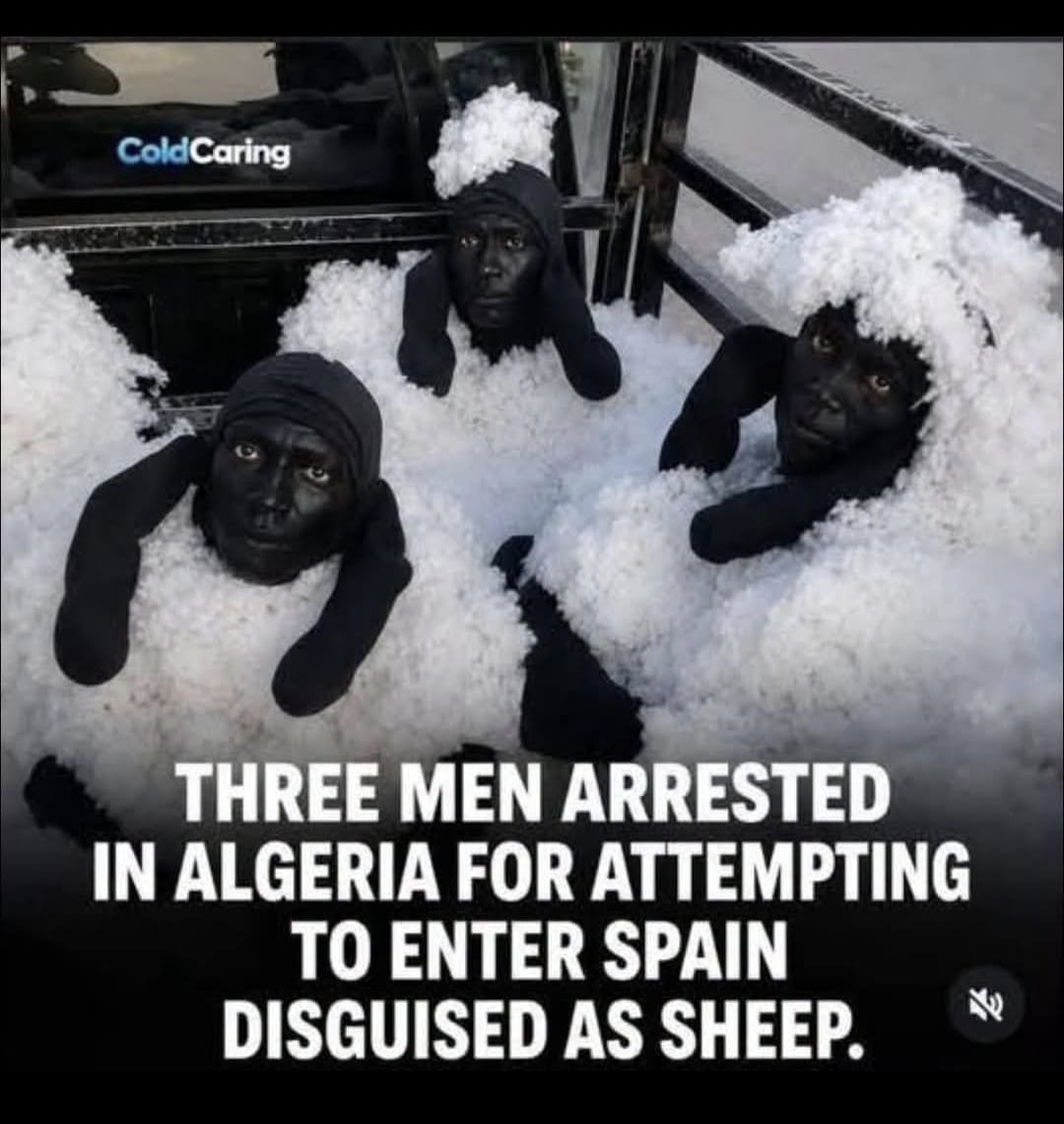 trapdoor456's tweet photo. Are there any lengths these illegal immigrants wont go to??

They better be careful dressing up as sheep to get into the UK.... 😬 https://t.co/APNZGCKXw9