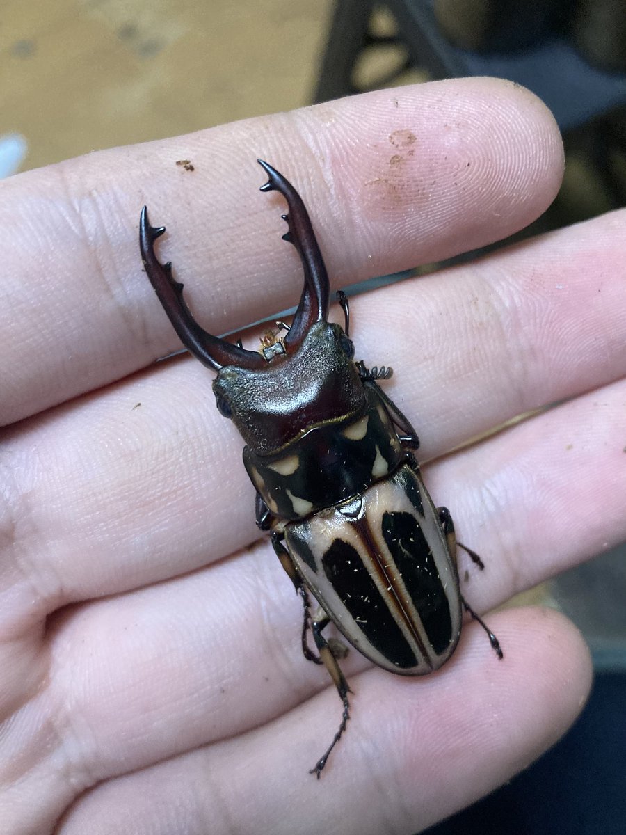 sakuya_beetle's tweet photo. ゼブラノコギリ(レダエ)
CBF4 ミンダナオ島

yukiさんから頂いた3♂1♀羽化

一応大歯が1頭出てくれて嬉しい😊

最近までレア種だったけど、ここ1〜2年で野外品がポツポツ来てたので流通は増えてる

WD直系もそのうちやります👌 https://t.co/nw2HCeDwZG