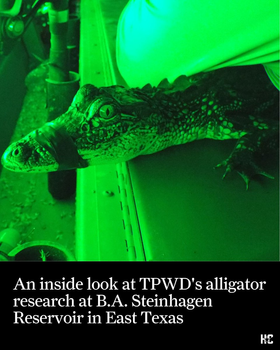 HoustonChron's tweet photo. The Texas Parks and Wildlife Department's ongoing mark-and-recapture project at Dam B in East Texas ties together generations of research. https://t.co/jdBtrpGK1u https://t.co/cSER4MnxDw