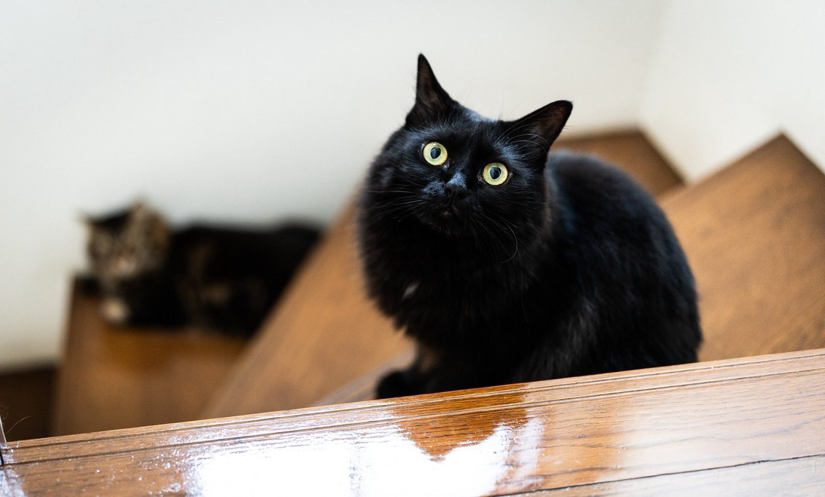 kaznaga's tweet photo. 今日のねこたち。 https://t.co/OfmeRSkkmg