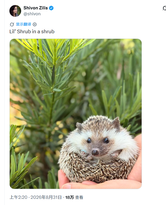 RMH5288's tweet photo. @sapphycrypto 记住时间9月3日是Cybercab官方发布会， 埃隆相关关键人物都在互动小刺猬，这不是巧合  .  $RIZO 在 Robinhood 上  埃隆提到的官方 X 账号

@AbigailBassett

Ca: 0x0361696e7a6d140571d3f53eff73af15236ab7e8 #tsla #memecoins1000x #robinhood #fomo #sol #eth https://t.co/i30PDvuQrb