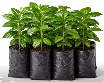 Abumaryam_2's tweet photo. We Raise coffee nursery, we sell coffee seedlings, we train farmers in Lingzhi Africa https://t.co/XVV7ywf6AZ